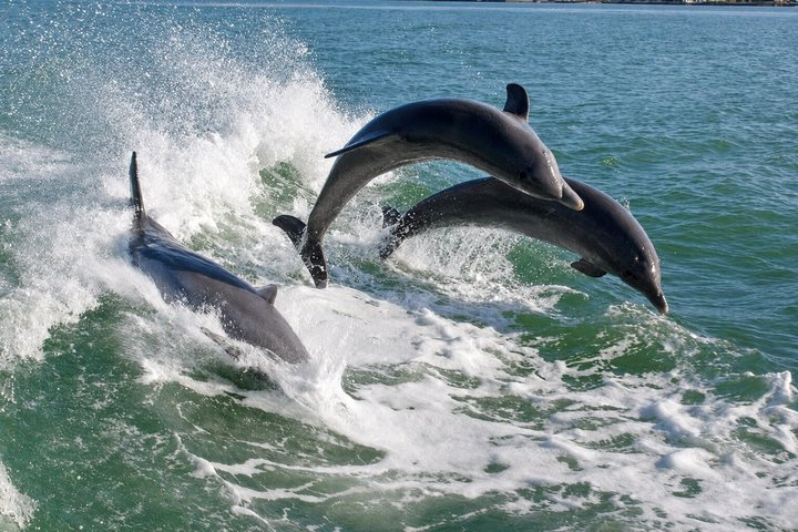 Dolphin Racer Adventure Cruise in St. Pete - Photo 1 of 12